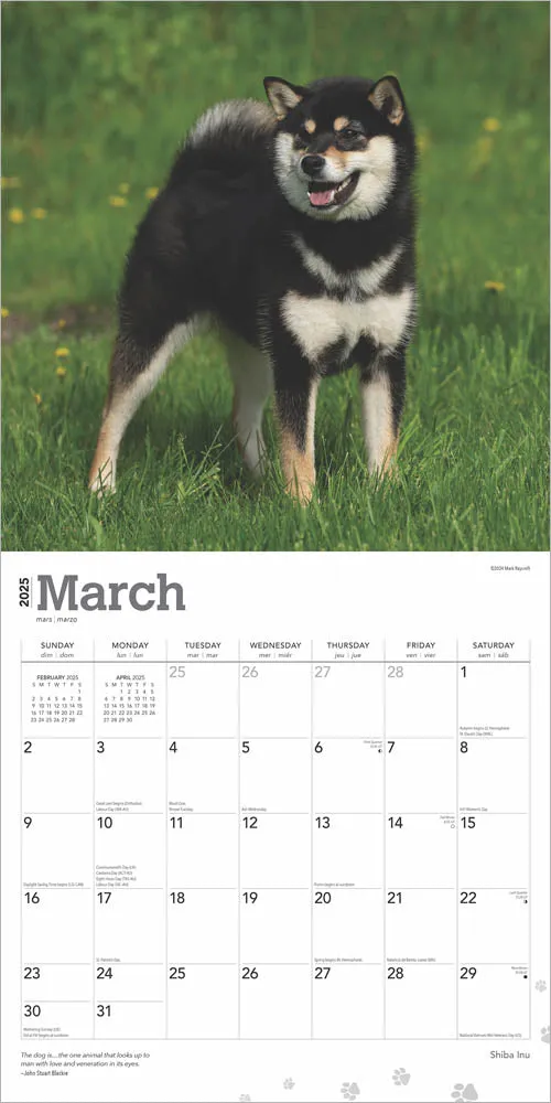 2025 Shiba Inu Wall Calendar